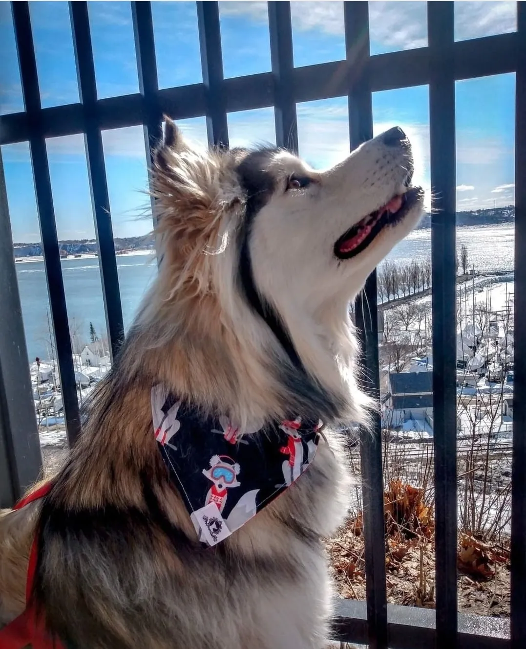 Foulard chic pour grand chien - Lignes d'or