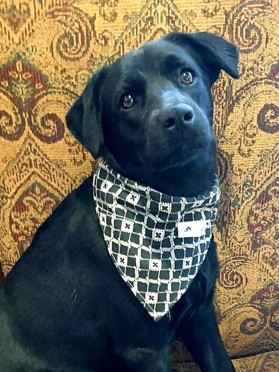 Foulard chic pour grand chien - Nuit étoilée