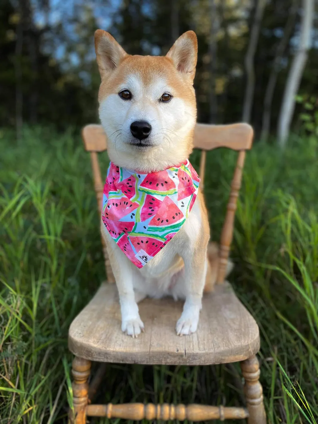 Foulard chic pour grand chien - Nuit étoilée