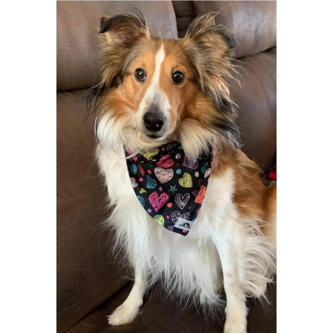 Foulard chic pour grand chien - Nuit étoilée